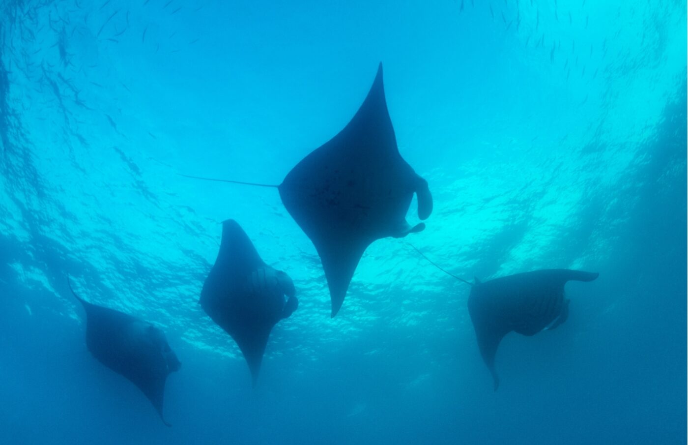 palau, best scuba diving in the world