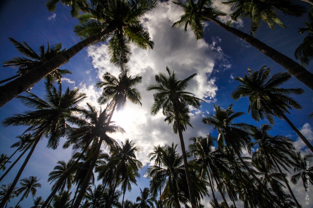 Looking up at the palm trees in Palawan