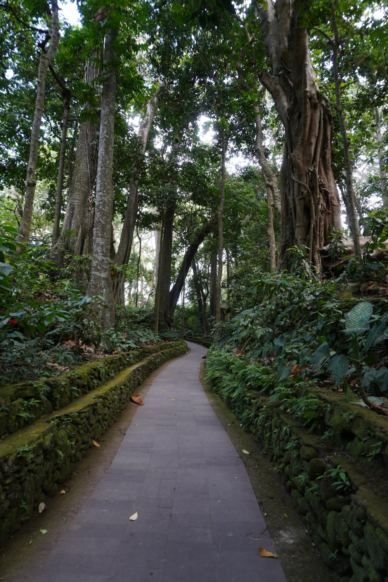 Pathway to walk to at Sacred Monkey Forest Sanctuary