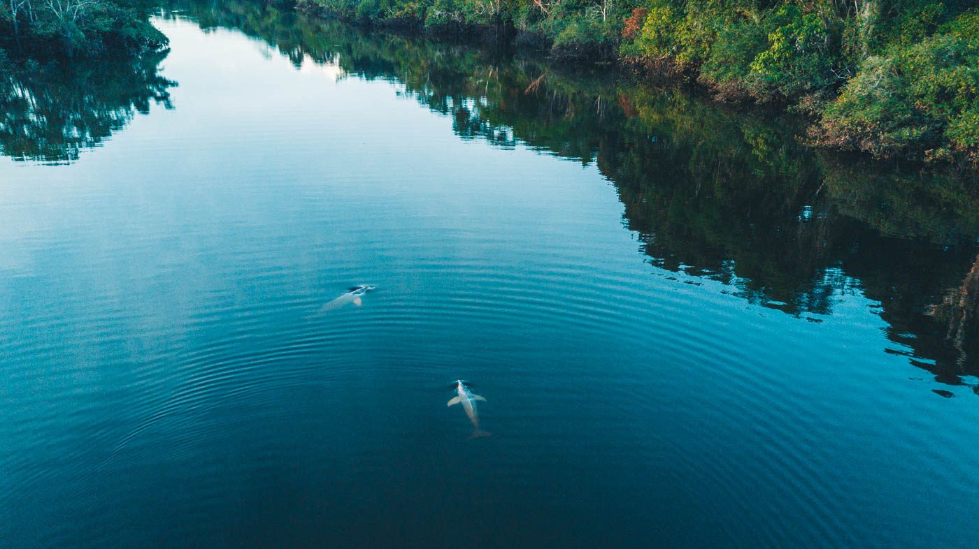 Majestic river dolphins in the Amazon