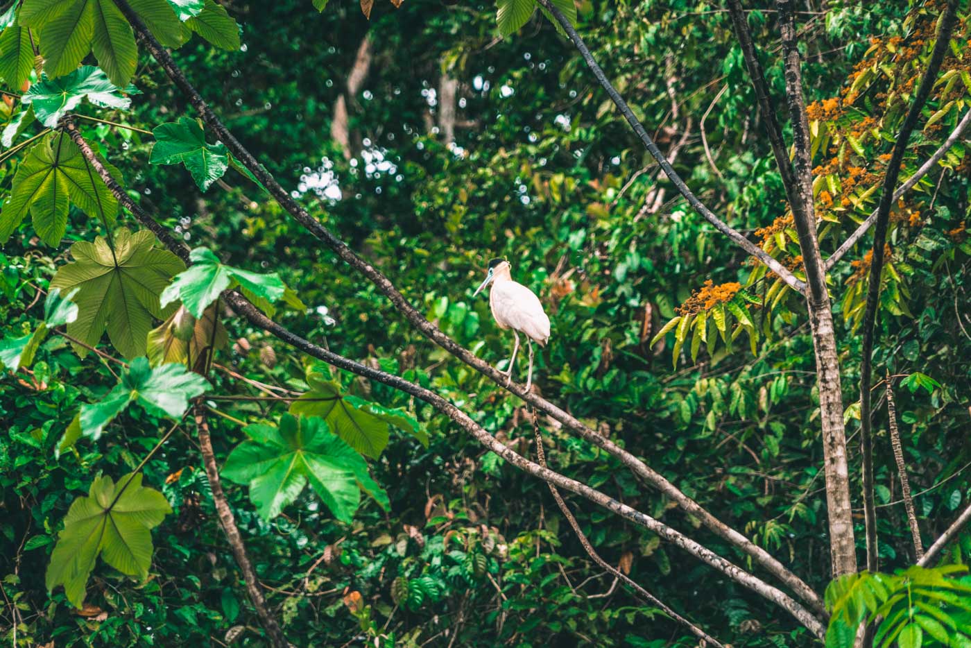 Peru Amazon bird 8581