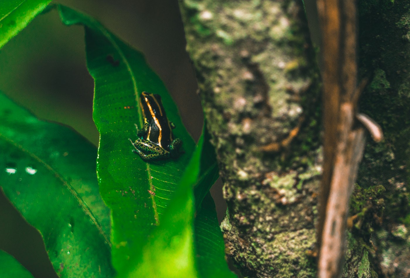 Peru Amazon frog 8571