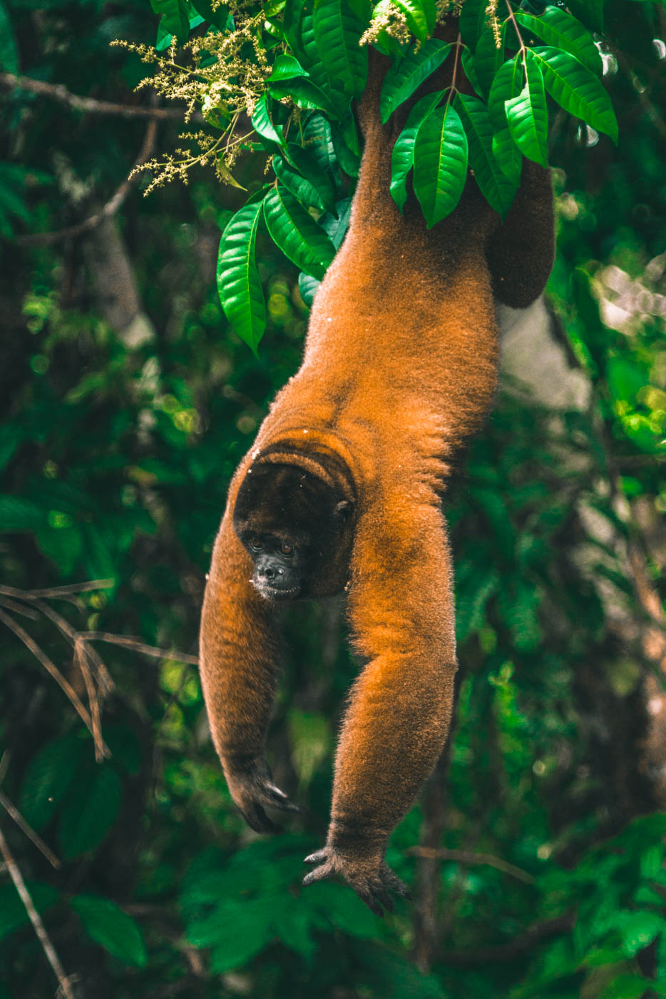Peru Amazon monkey 8475