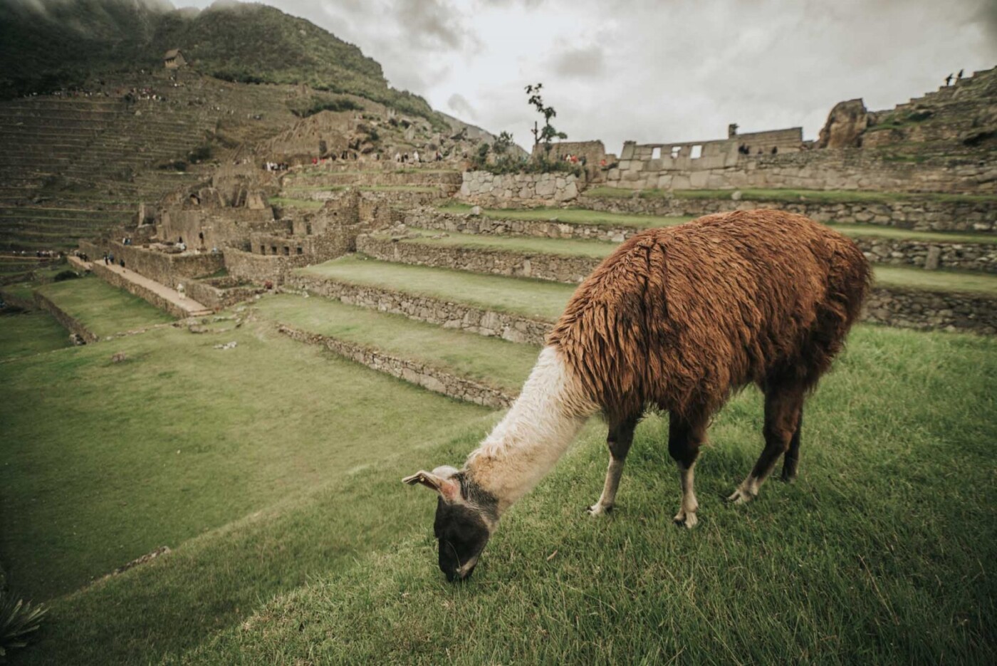 Arriving after taking the train to Machu Picchu