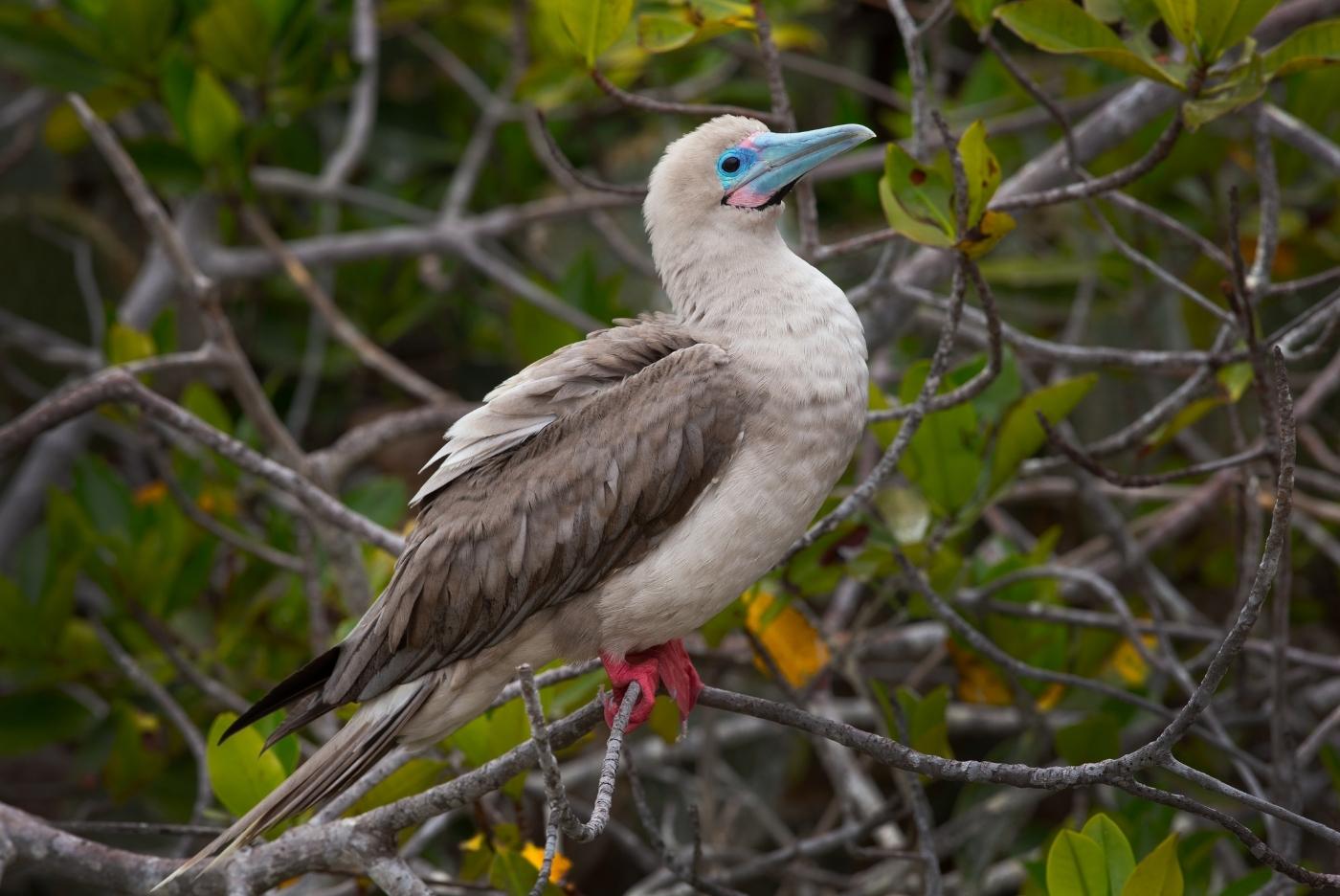 Red Footed Booby Birds of Galapagos