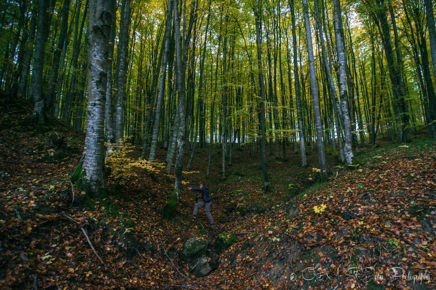 Exploring Maramures Forest. romania