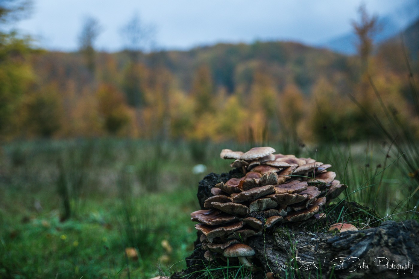 Mushrooms in Maramures forest. Romania