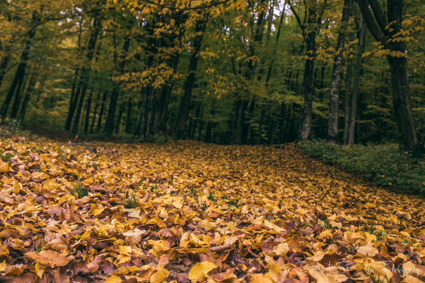 Carpet of fallen leaves. Maramures. Romania