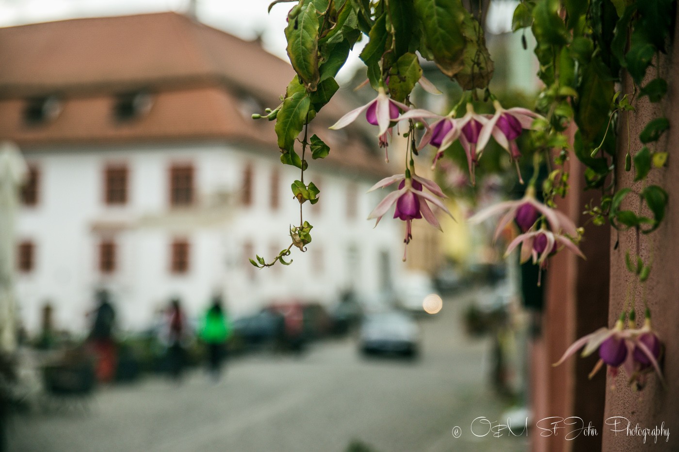 Street in Sighisoara. Romania