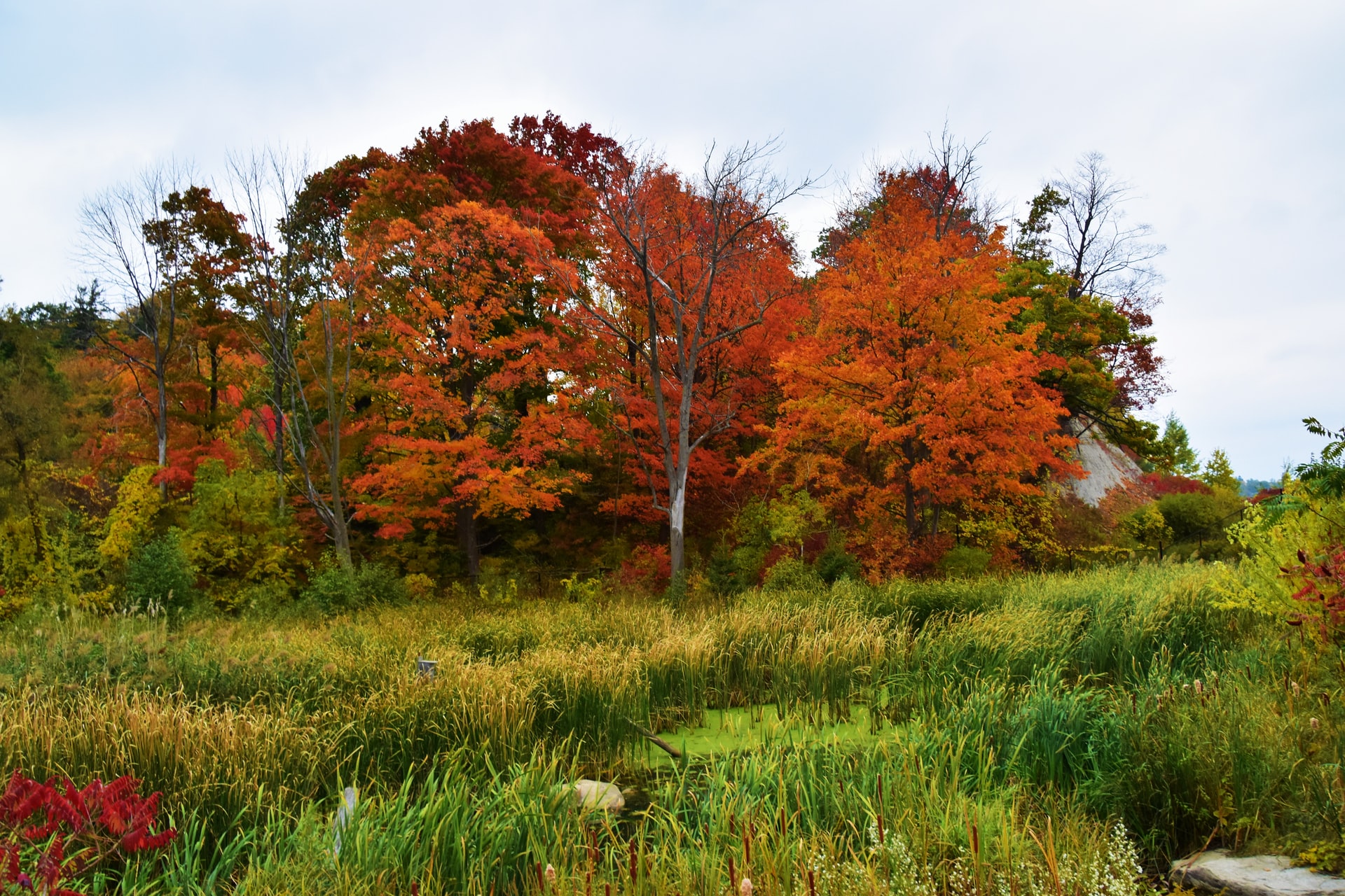 Rouge National Urban Park Trees