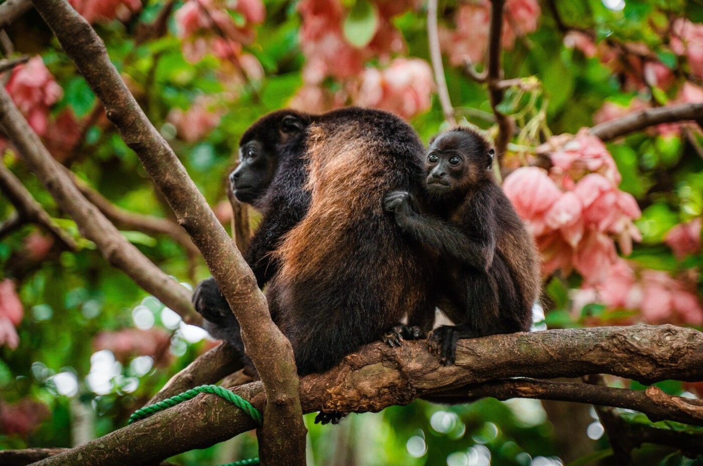 SIBU Wildlife