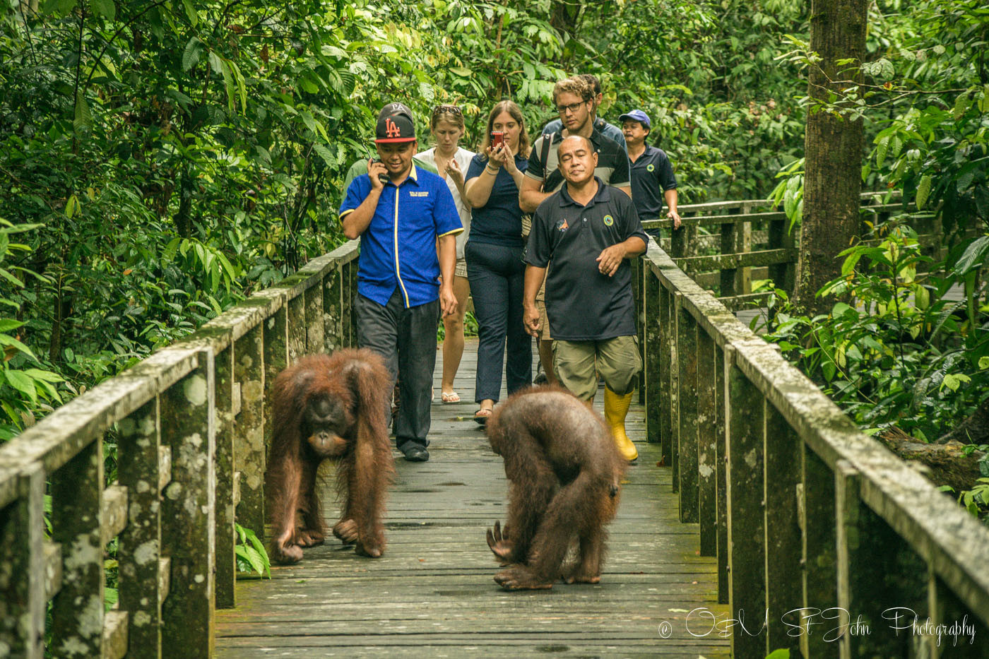 Borneo Orangutan in Sepilok Orangutan Rehabilitation Centre. Sabah. Malaysian Borneo