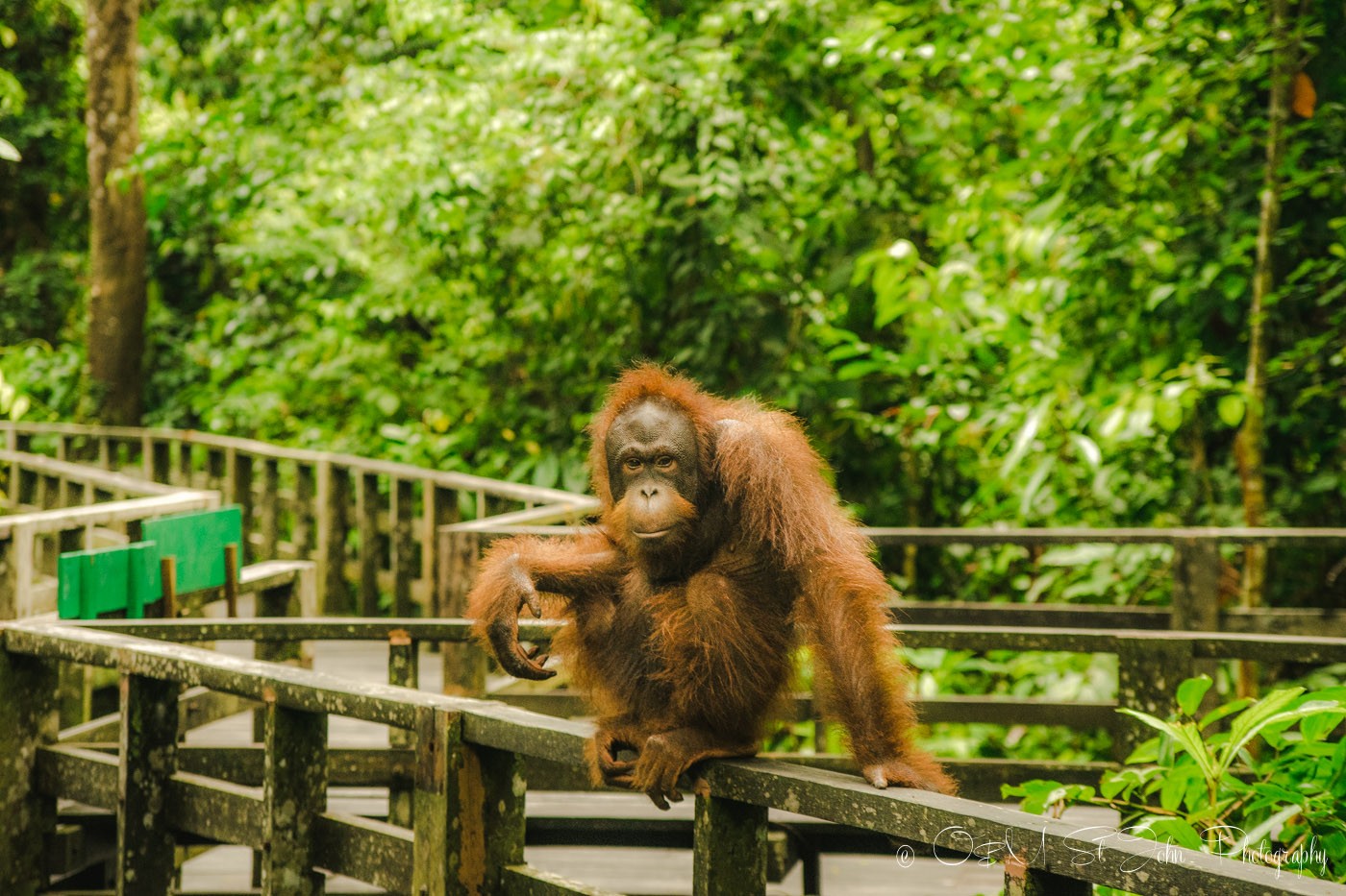 Where to See the Elusive Borneo Orangutan