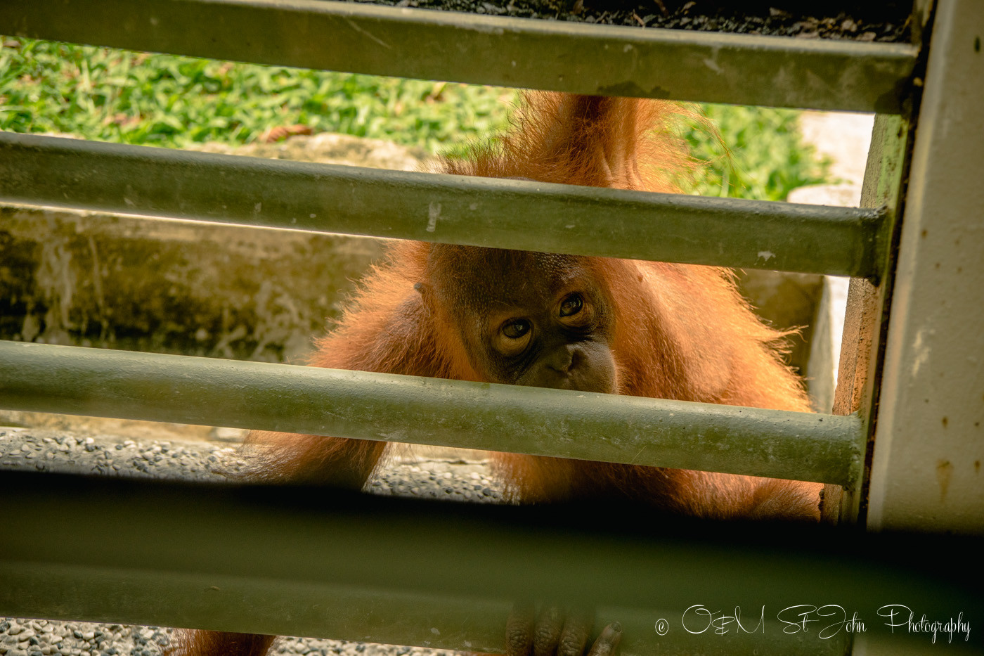 Borneo Orangutan in Sepilok Orangutan Rehabilitation Centre. Sabah. Malaysian Borneo