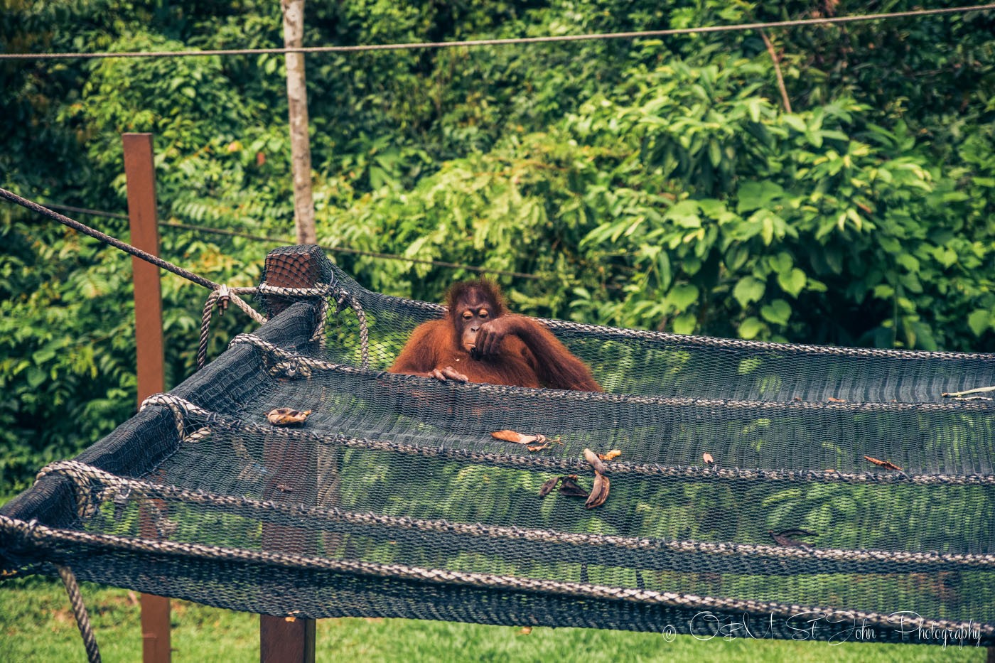 The elusive Borneo Orangutan