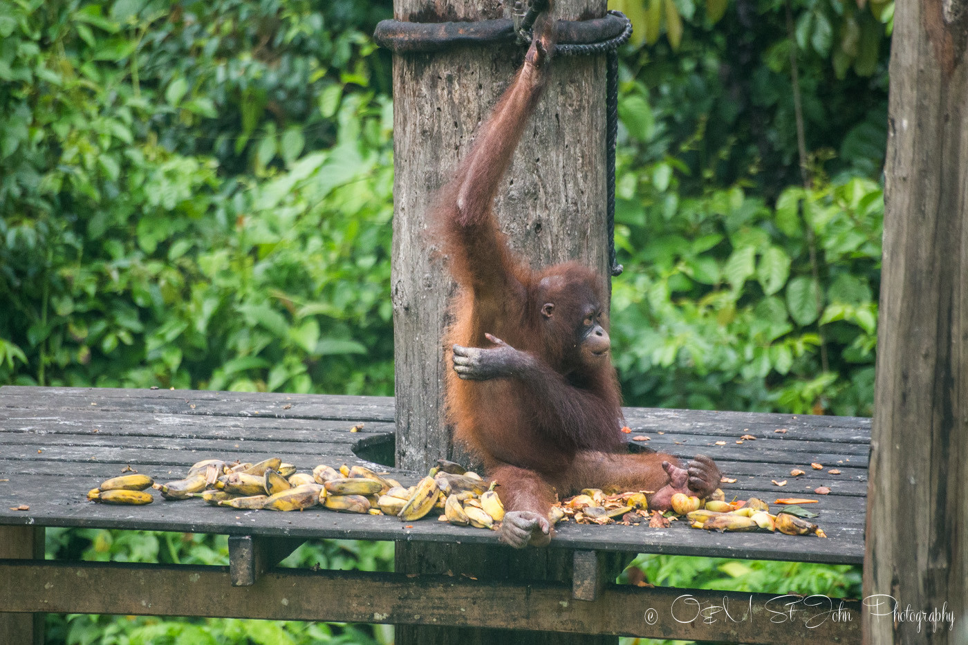 Borneo Orangutan in Sepilok Orangutan Rehabilitation Centre. Sabah. Malaysian Borneo