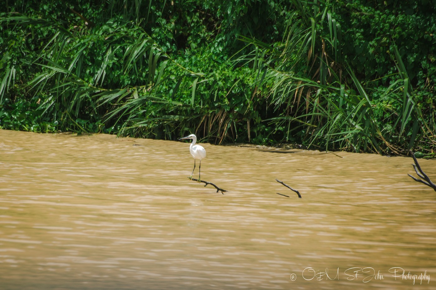 Egret on the Kinabatangan River. Sabah. Malaysian Borneo