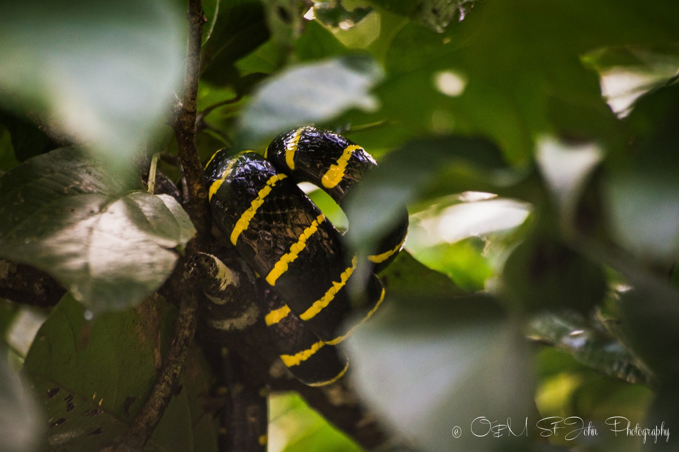 Gold-ringed snake. Kinabatangan River. Sabah, Malaysian Borneo