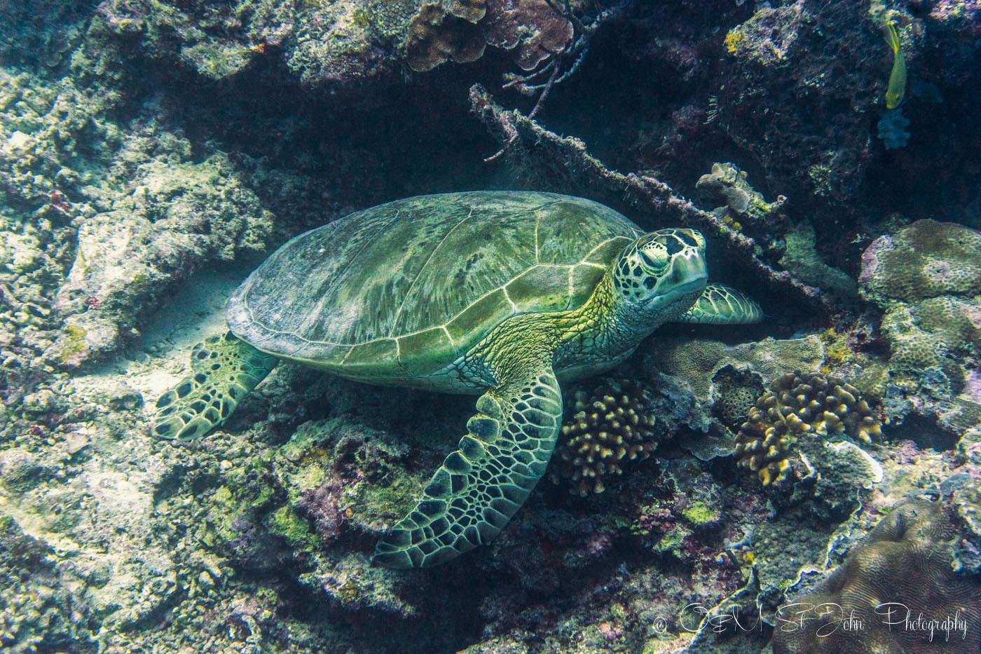 One of the many green turtles, diving in sipadan