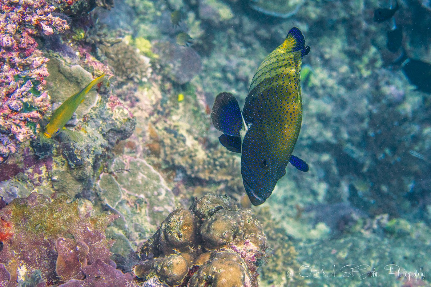 Diving in Sipadan Island, Sabah. Malaysia. Borneo