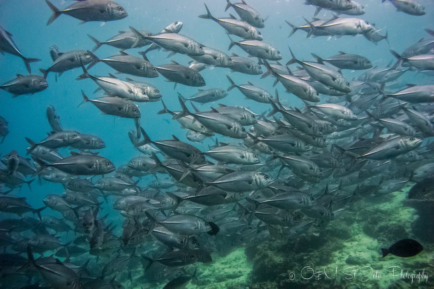 School of jack fish near Sipadan Island. Diving. Sabah. Malaysia