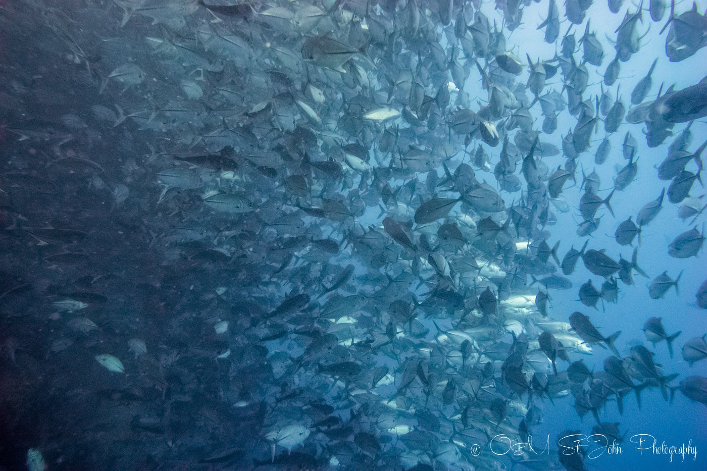 School of jack fish near Sipadan Island. Diving. Sabah. Malaysia