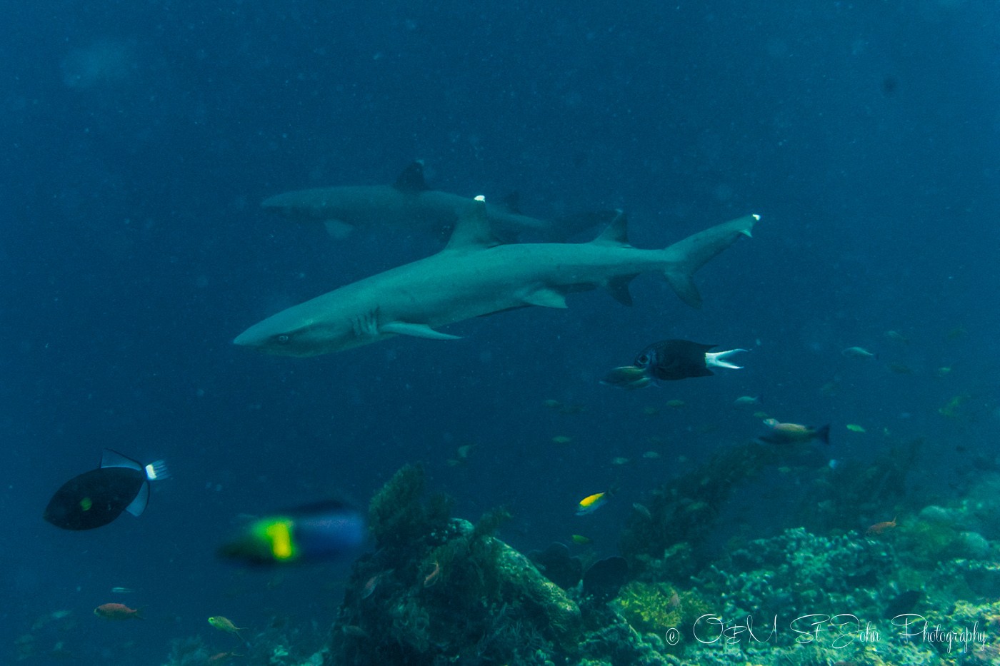 White and grey tip sharks at Barracuda Point. Sipadan Island Diving. Sabah. Malaysia