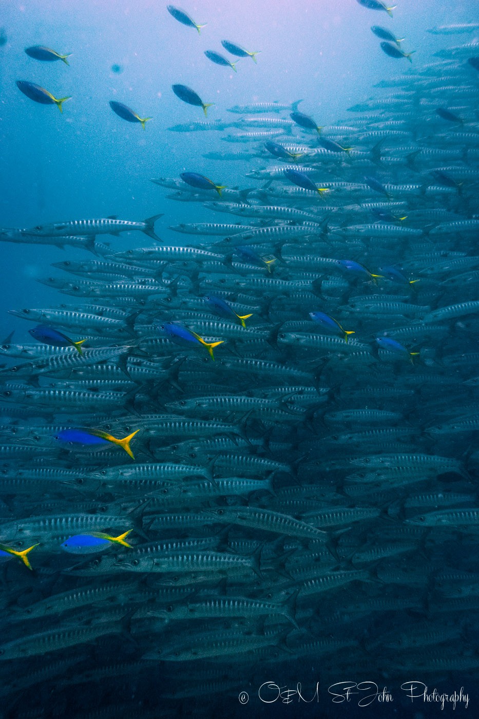 School of Barracuda. Diving in Sipadan Island, Sabah. Malaysia. Borneo