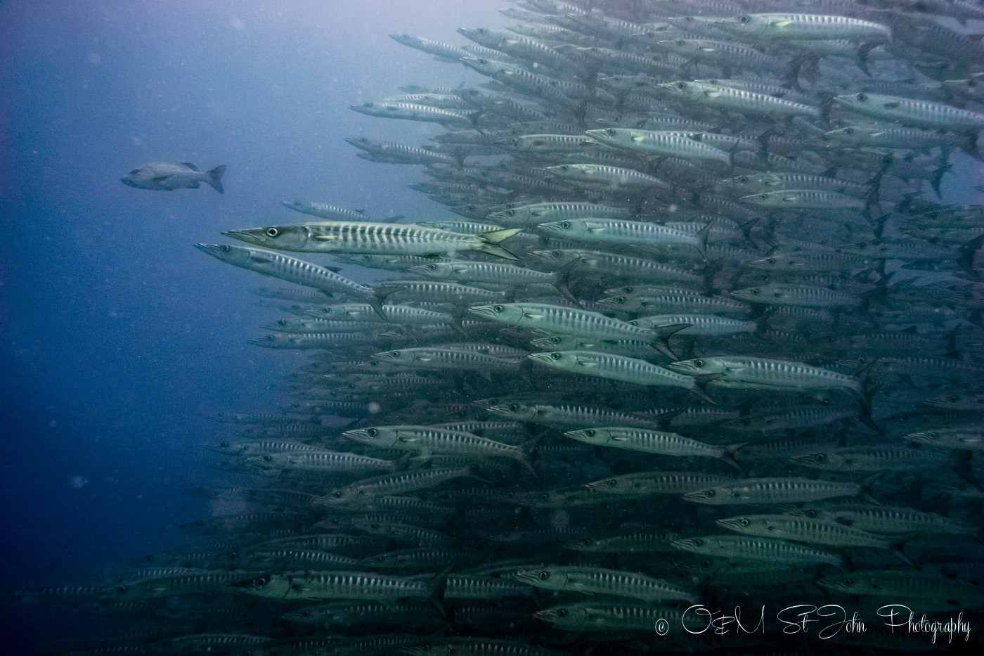 School of Barracuda. Diving in Sipadan Island, Sabah. Malaysia. Borneo