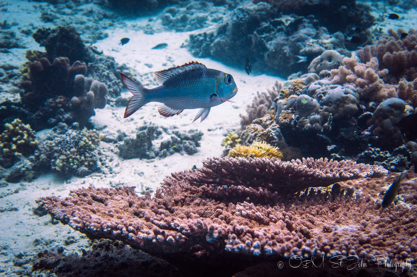 Soft coral formations at Sipadan Island, diving. Sabah, Malaysia. Borneo