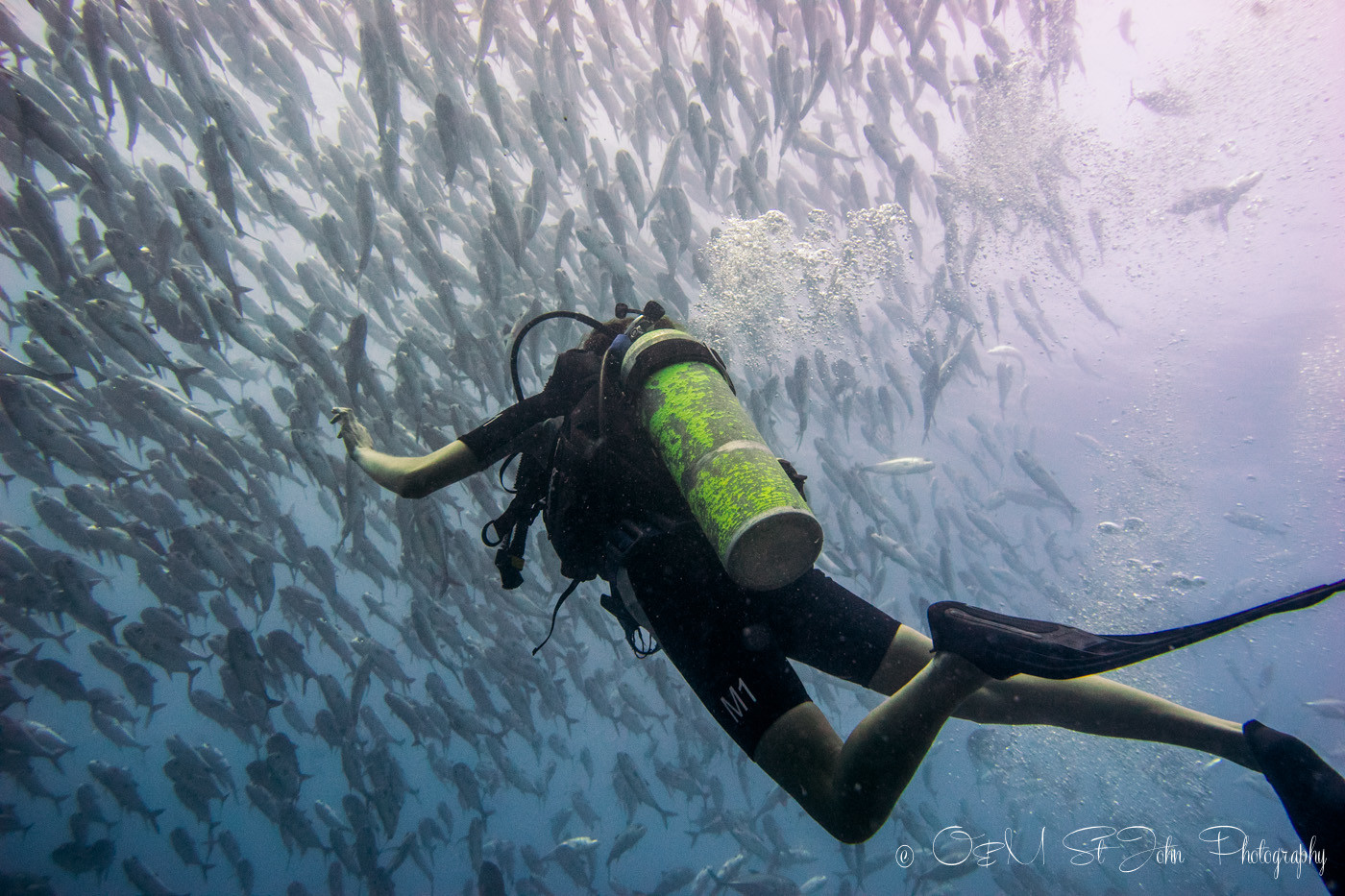 Oksana swimming with jack fish in Sipadan Island. Diving. Sabah. Malaysia. Borneo