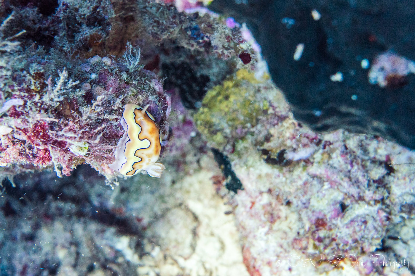Nudibranch in Sipadan Island. Diving. Sabah. Malaysia. Borneo