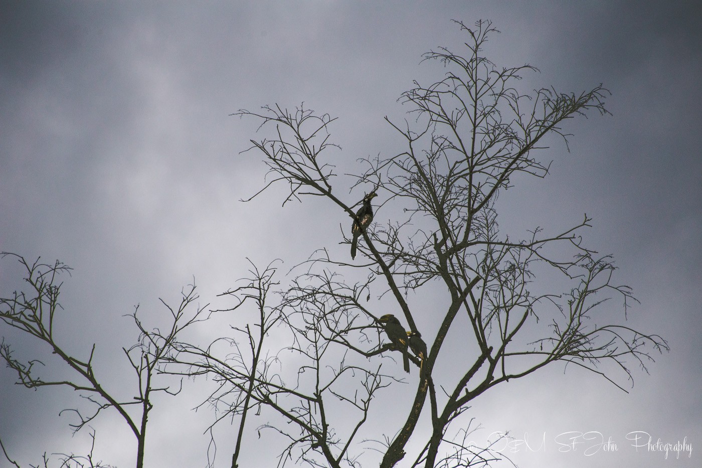 Hornbills on Kinabatangan River. Sabah. Malaysian Borneo