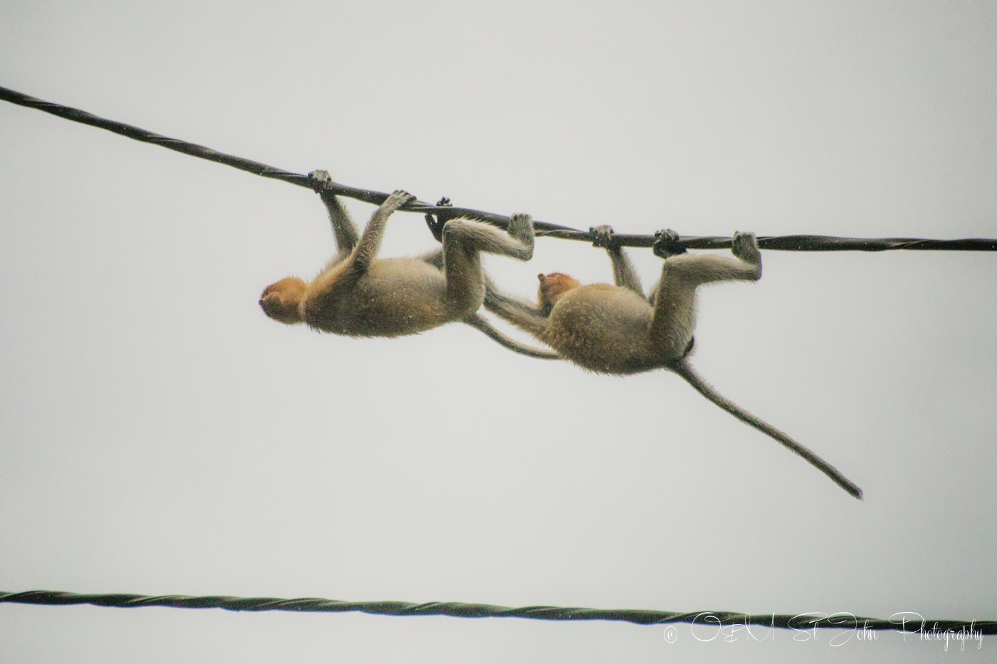 Proboscis monkey crossing the Kinabatangan river in Sabah, Malaysian Borneo