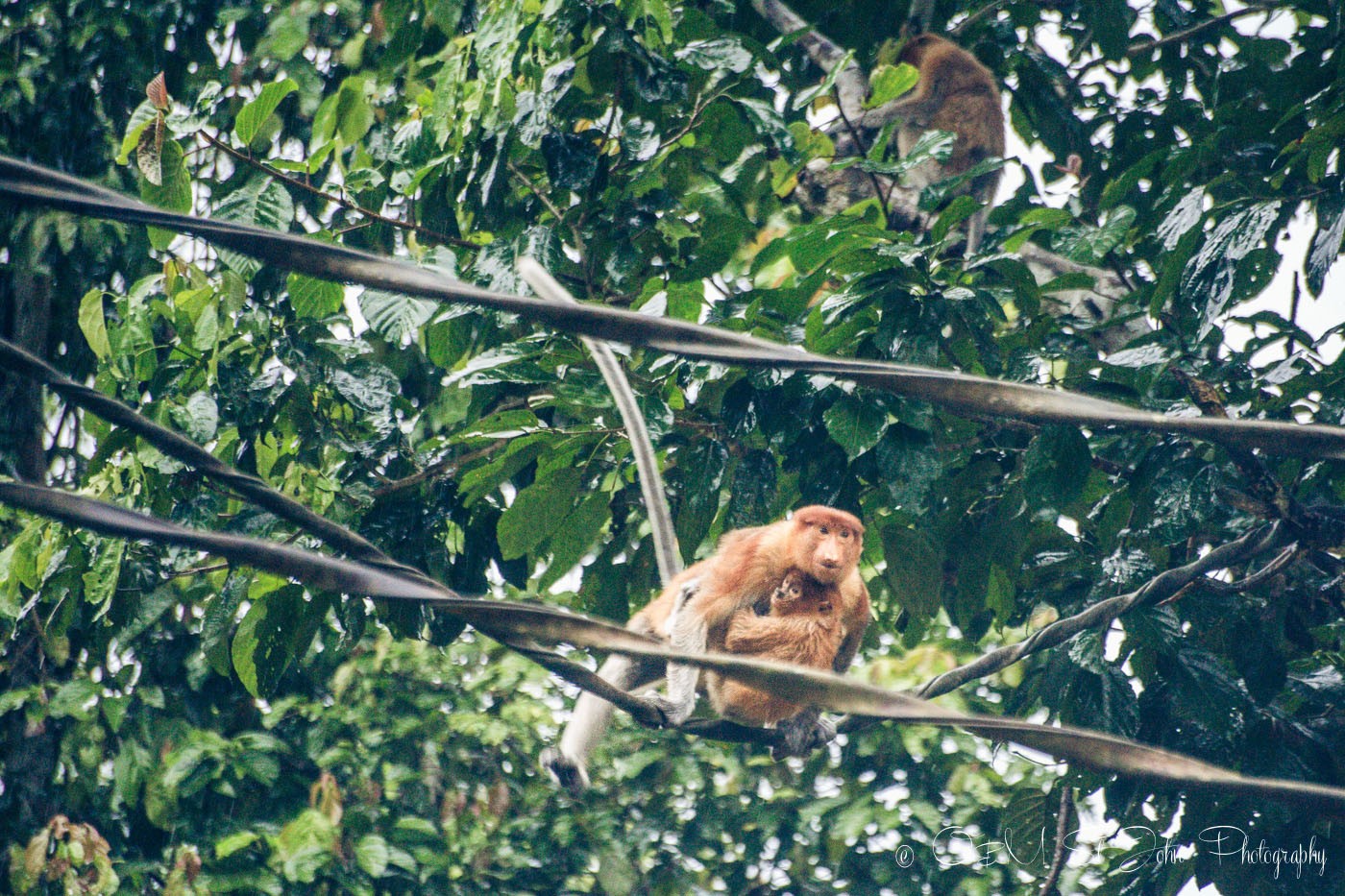 Proboscis monkey crossing the Kinabatangan river in Sabah, Malaysian Borneo