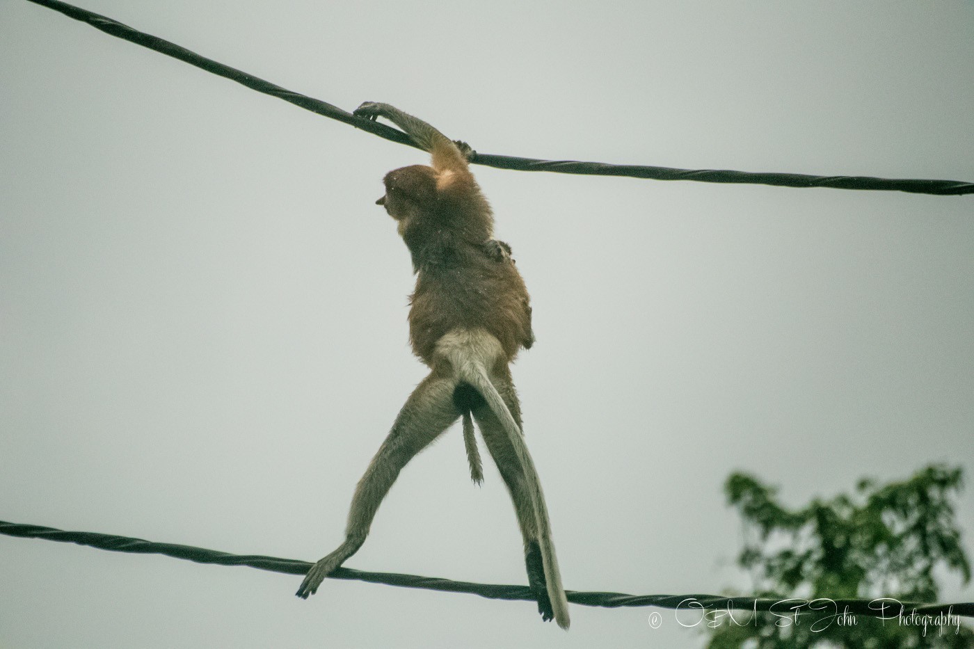 Proboscis monkey crossing the Kinabatangan river in Sabah, Malaysian Borneo