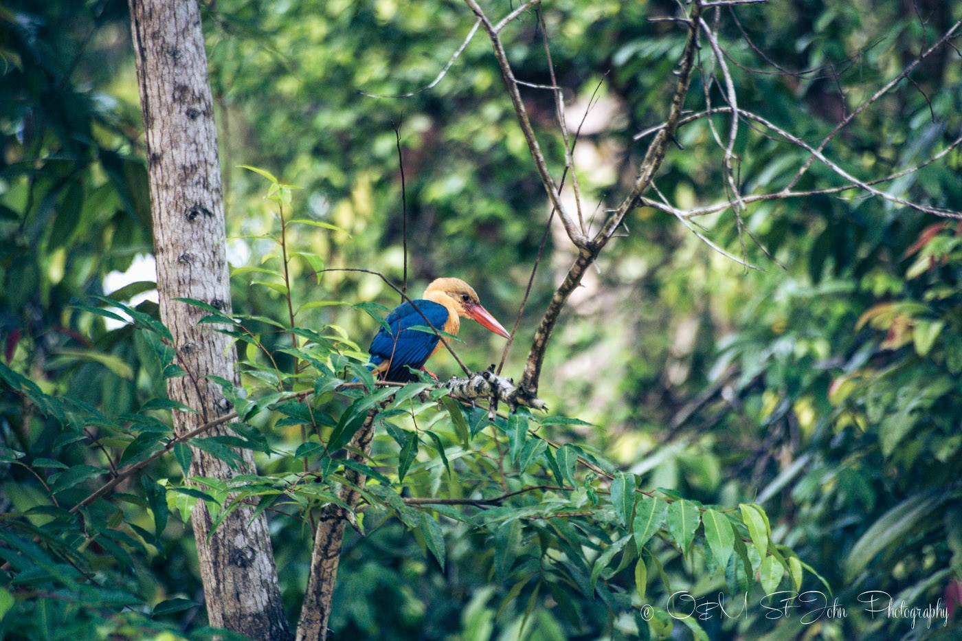 Stork-billed Kingfisher on Kinabatangan River. Sabah. Malaysian Borneo