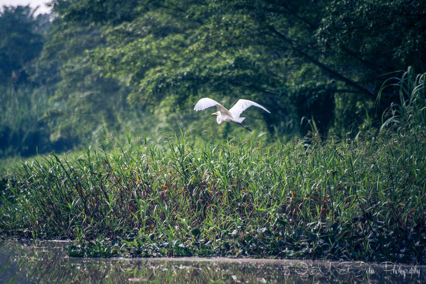 Egret on the Kinabatangan River. Sabah. Malaysian Borneo