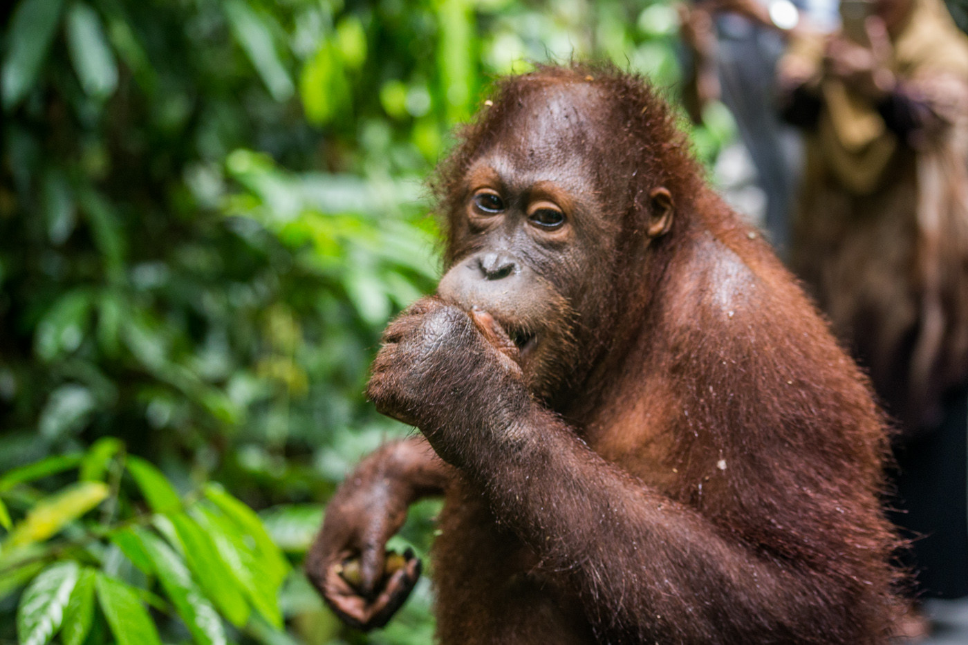 The elusive Borneo Orangutan