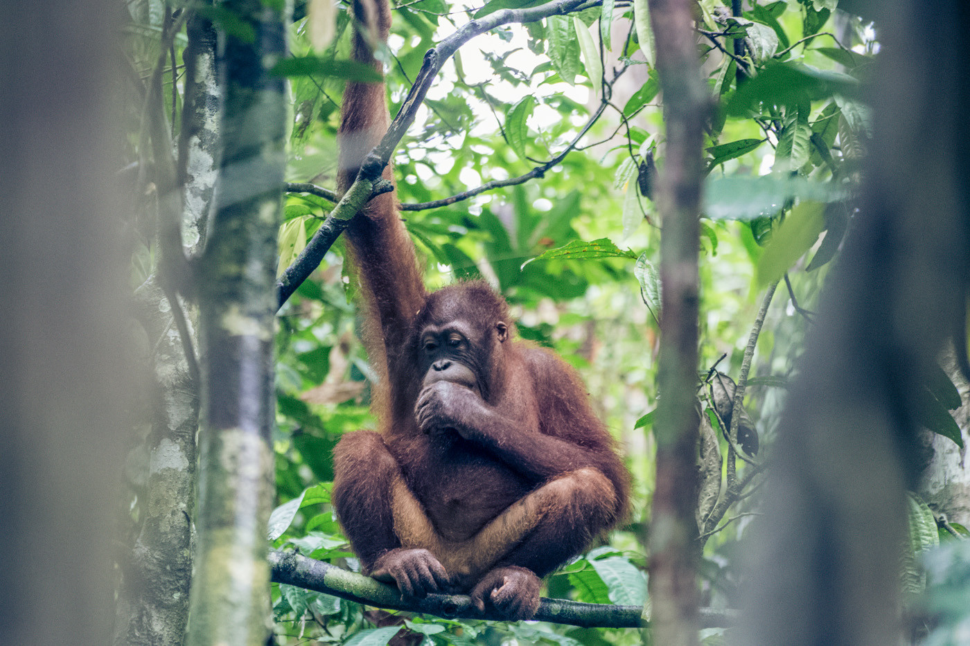 The elusive Borneo Orangutan 