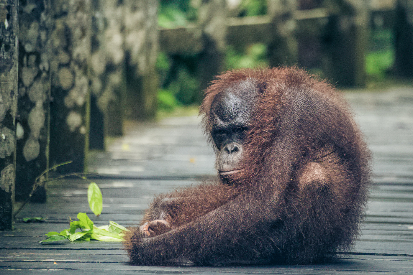 Borneo Orangutan in Sepilok Orangutan Rehabilitation Centre. Sabah. Malaysian Borneo