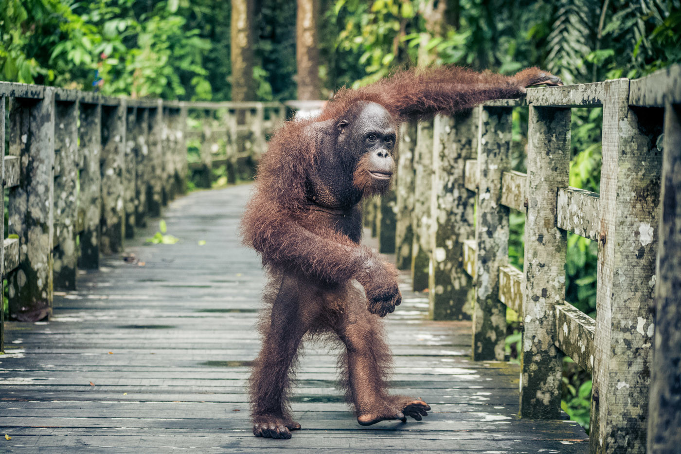 The elusive Borneo Orangutan 