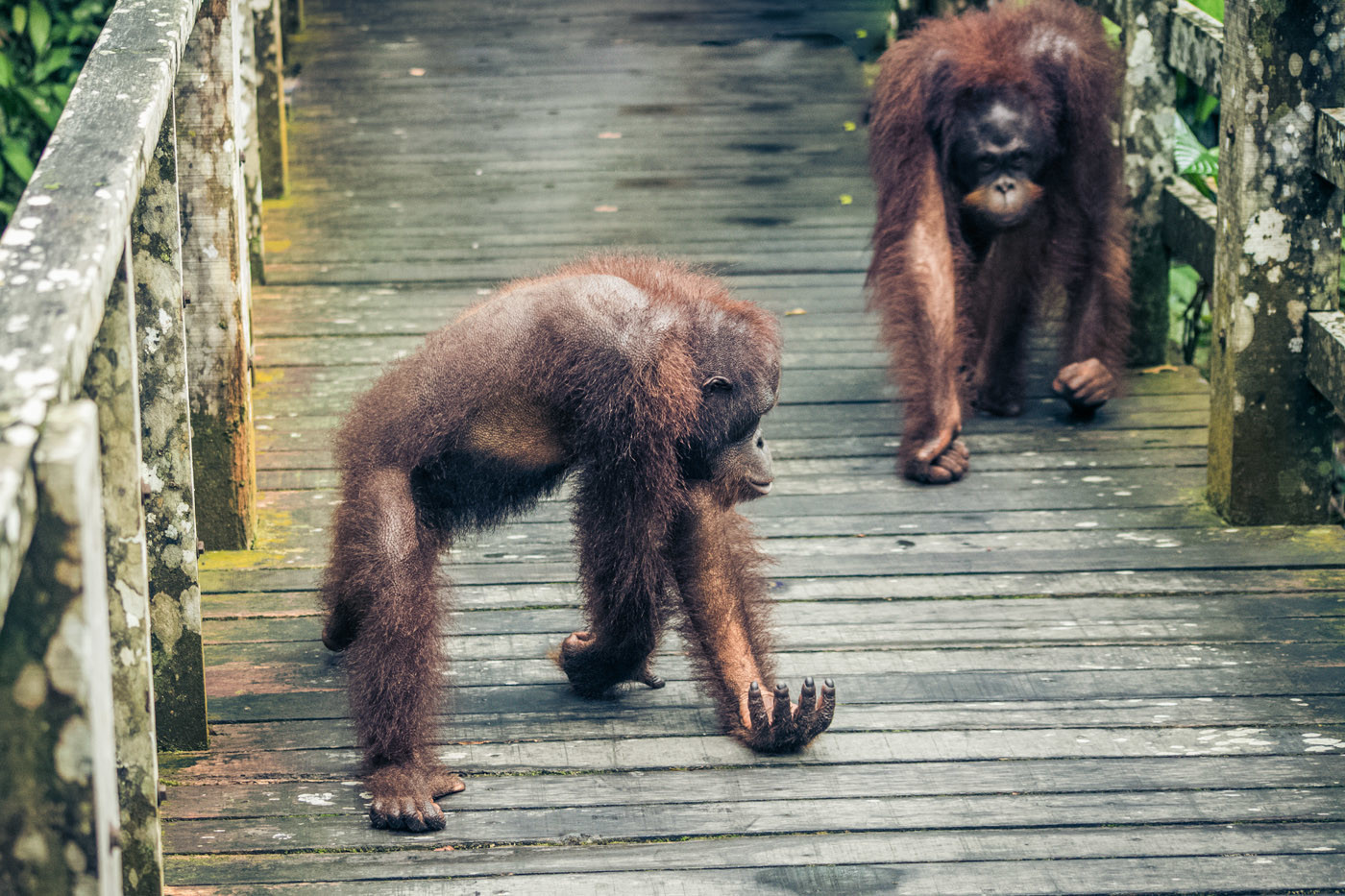 The elusive Borneo Orangutan 