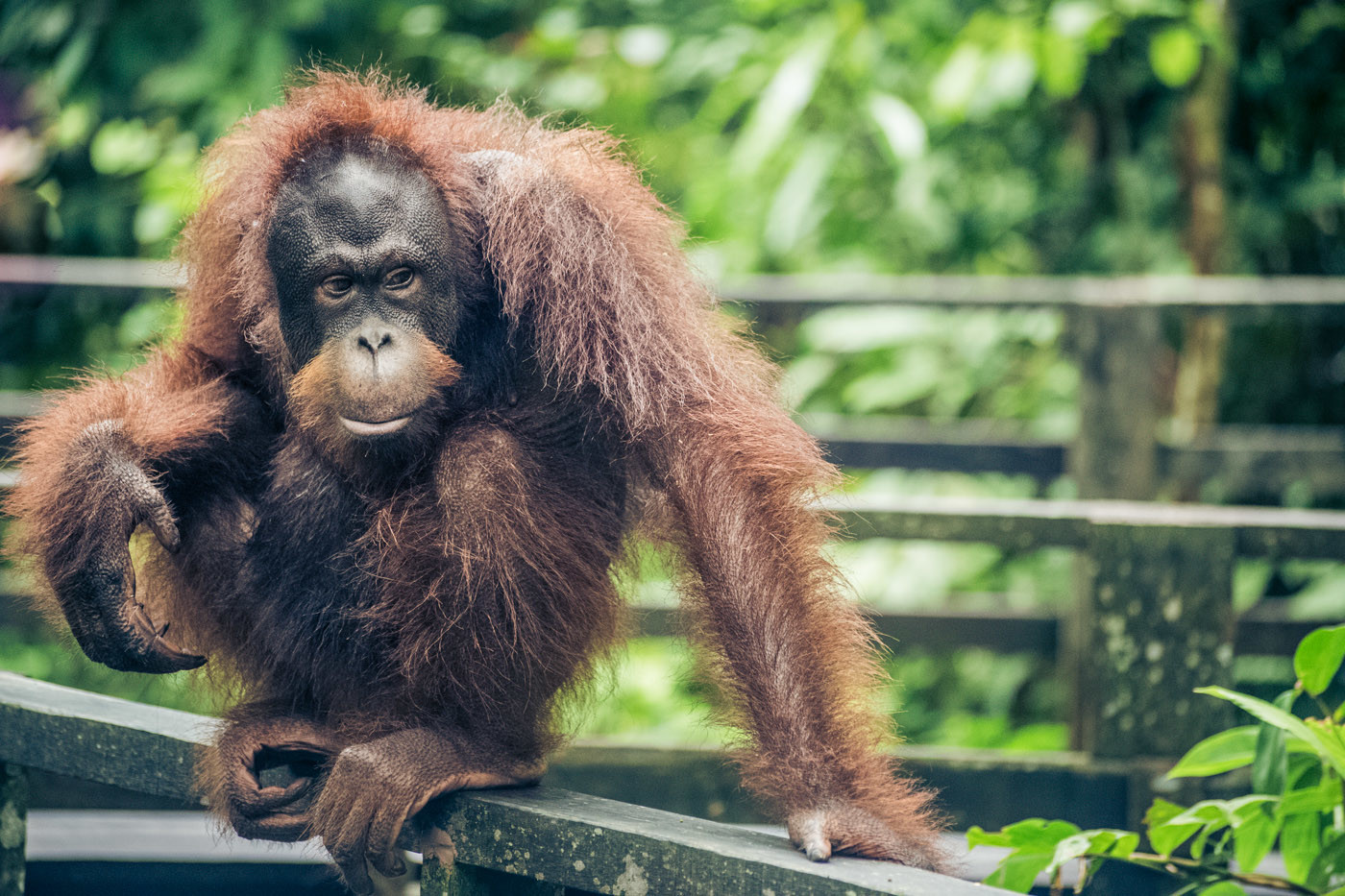 Borneo Orangutan in Sepilok Orangutan Rehabilitation Centre. Sabah. Malaysian Borneo