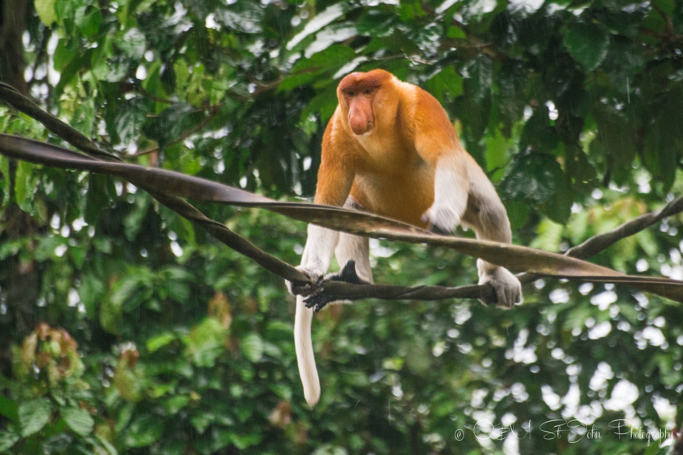 Proboscis monkey crossing the Kinatabangan River. Sabah. Malaysia