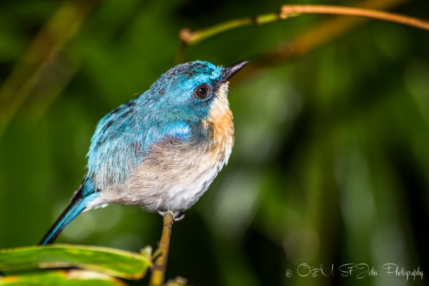 Pale Blue-flycatcher. Kinabatangan river in Sabah, Malaysian Borneo