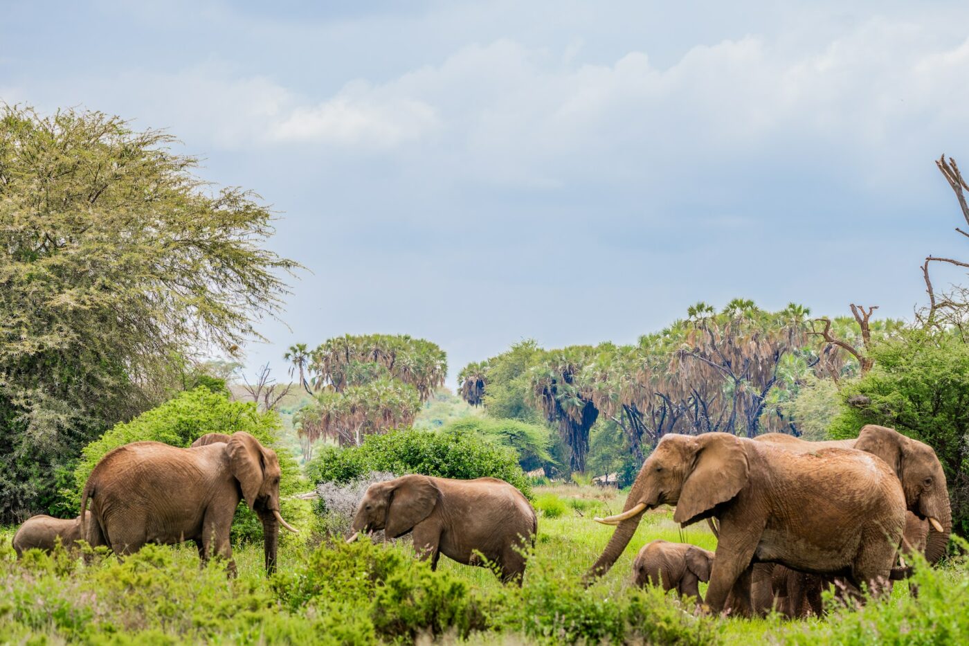 Samburu National Reserve, safari parks in kenya