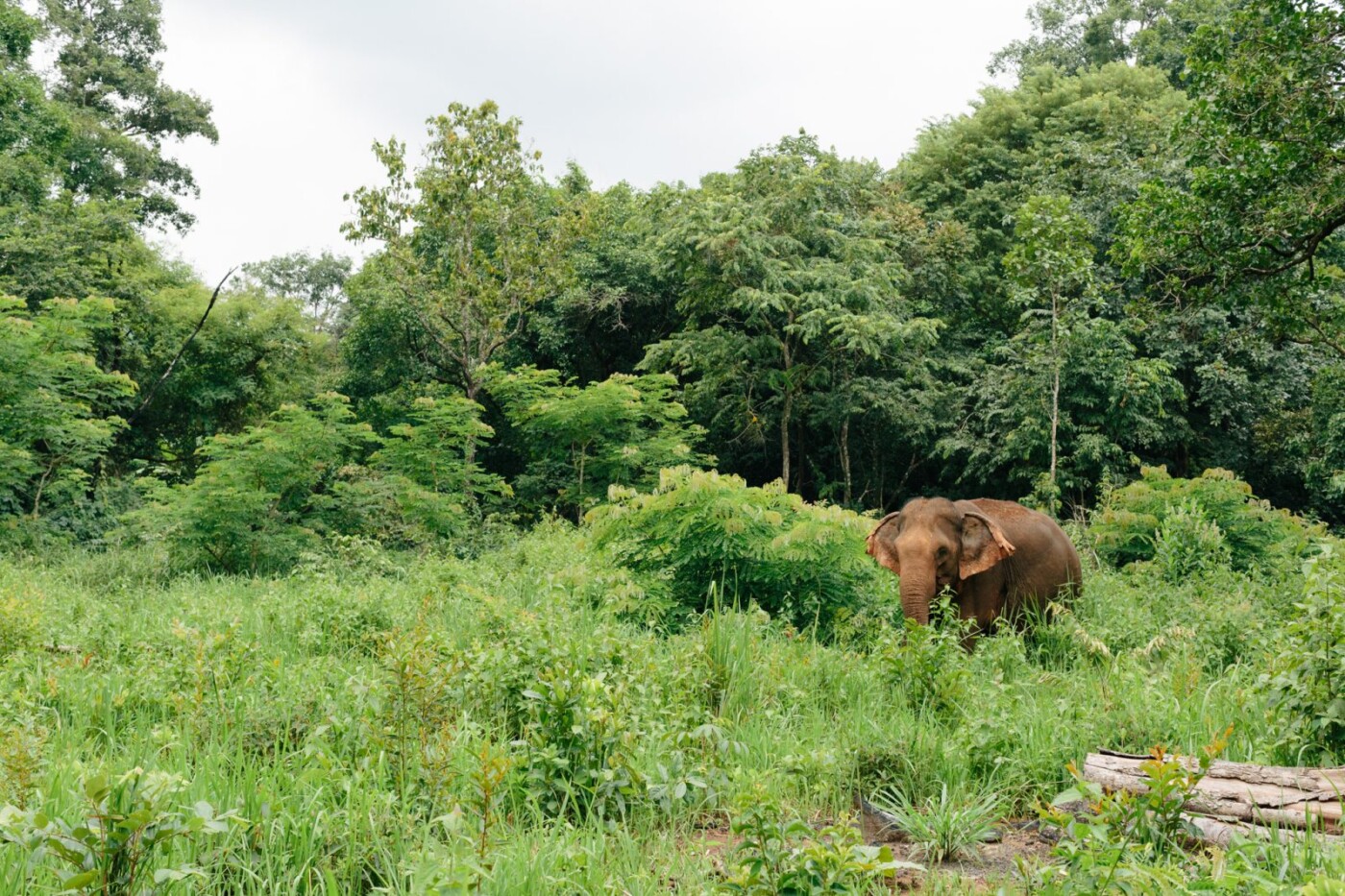 ethical wildlife tourism: Mondulkiri EVP Elephant