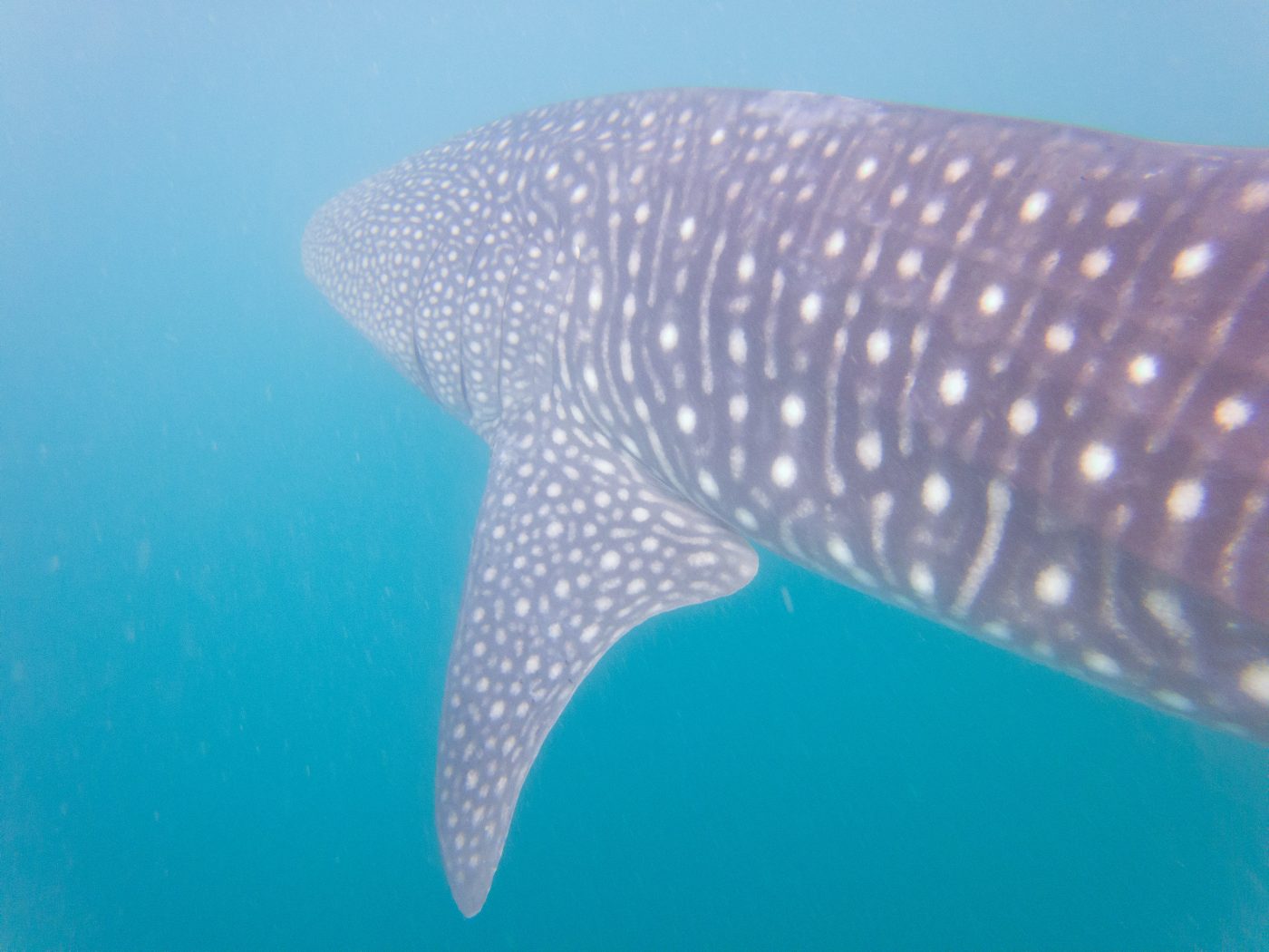 ethical wildlife tourism: Whale Shark Philippines