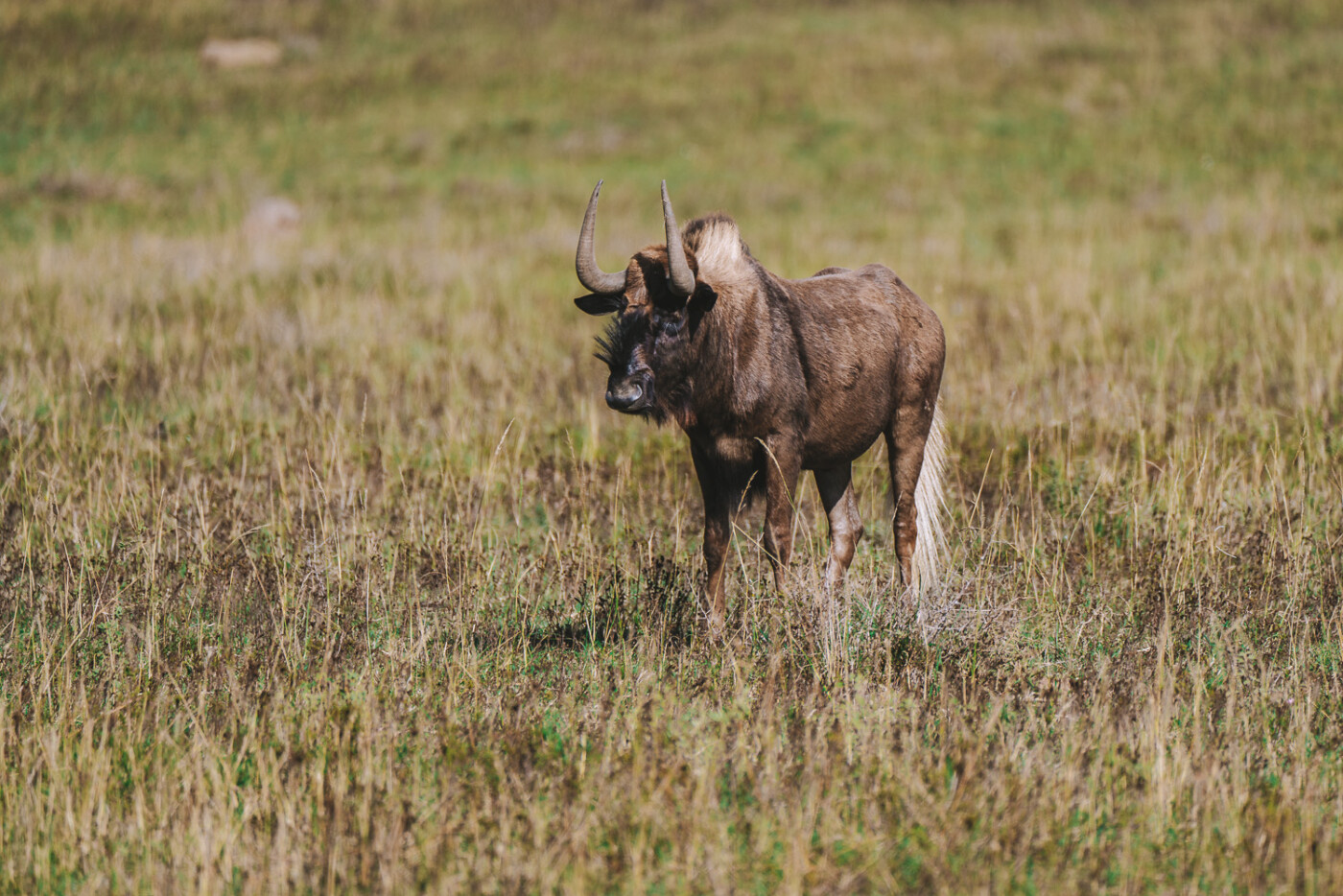 South Africa Amakhala Game Reserve safari 02557